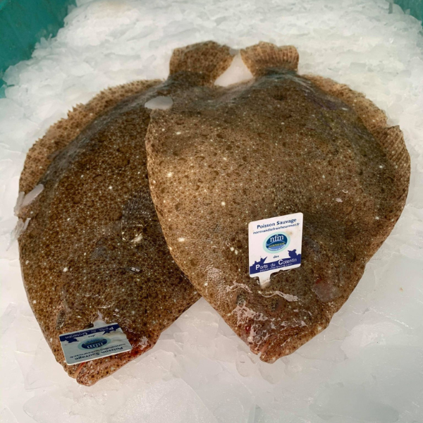 Barbue – Poisson plat délicat à chair blanche