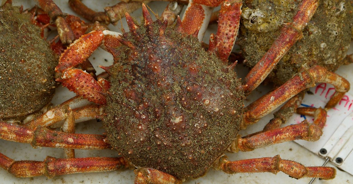 Araignées de mer vivantes sur l'étal du poissonnier