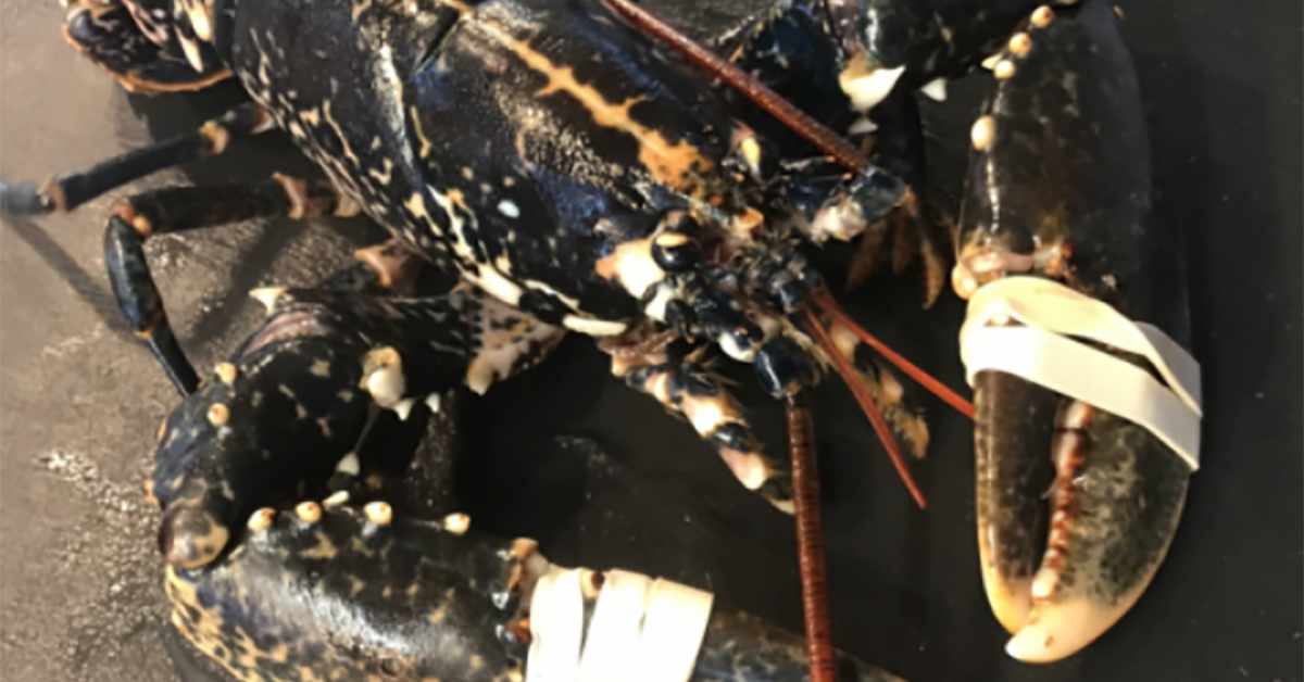 homard de la Manche