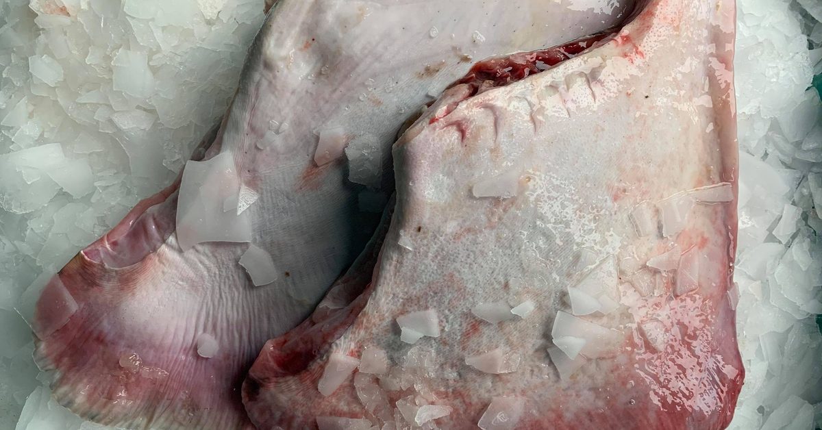 Deux ailes de raie fraîches posées sur de la glace pilée
