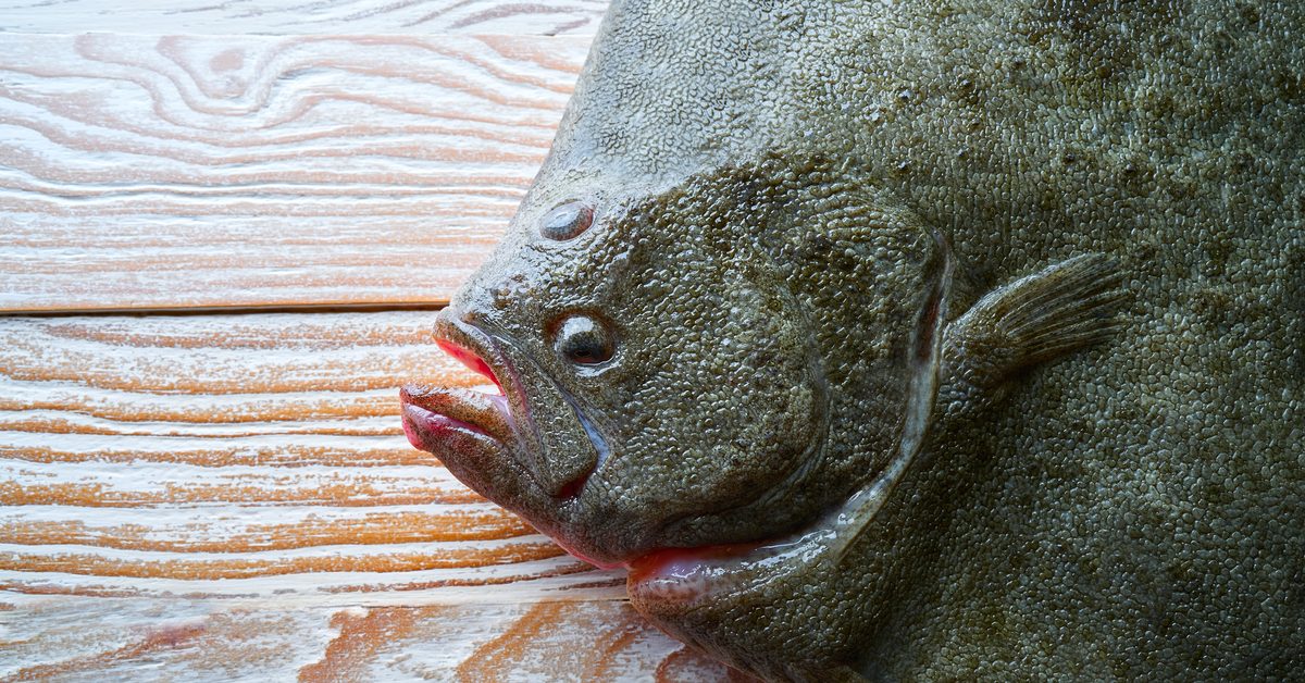 Turbot frais entier vu de près, peau couverte de tubercules qui le distingue de la barbue